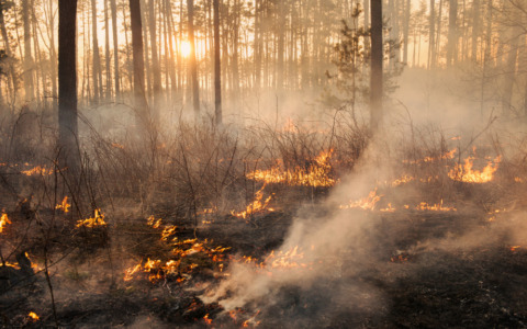 La tutela della farfalla rara rallenta l’incendio