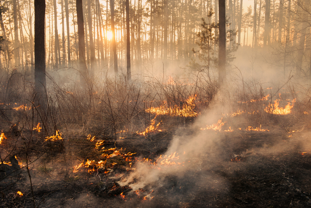 La tutela della farfalla rara rallenta l’incendio