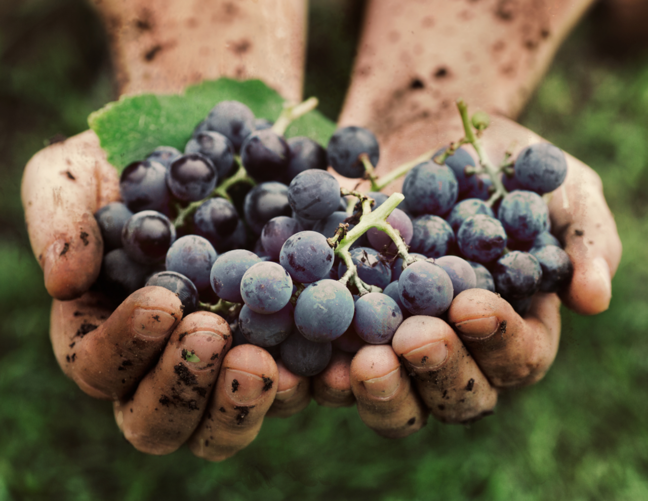Vendemmia 2026, meno raccolto ma il vino resta invenduto