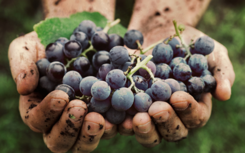 Vendemmia 2026, meno raccolto ma il vino resta invenduto