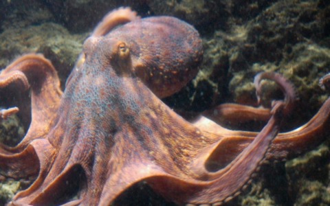 Giornata mondiale del polpo, tra scienza e biodiversità